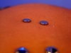 double-disc-navel-3.jpg