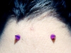 nape-violet-spikes.jpg